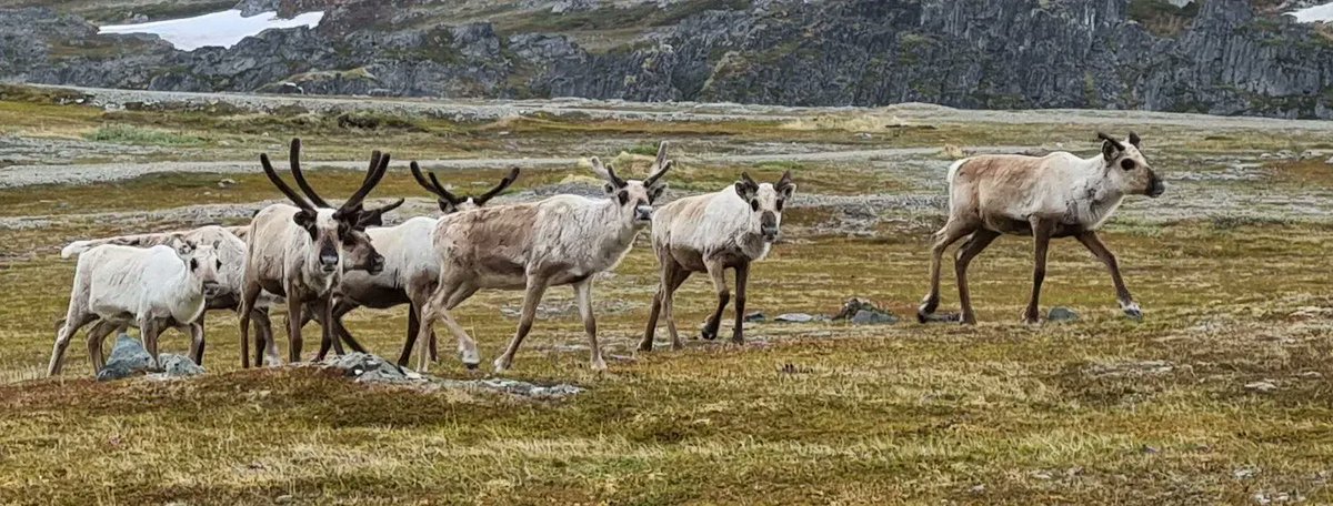 HaeolusProject's tweet image. Today is the official opening of the Haeolus plant in Berlevåg! Here are some of the earliest guests - a flock of reindeers was inspecting the site.
#meanwhileinnorway