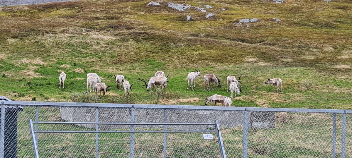 HaeolusProject's tweet image. Today is the official opening of the Haeolus plant in Berlevåg! Here are some of the earliest guests - a flock of reindeers was inspecting the site.
#meanwhileinnorway