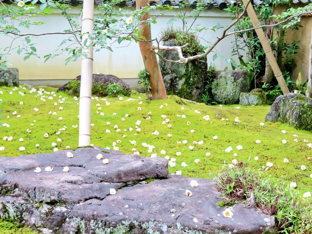 寺ちゃん 祇園精舎の鐘の声 諸行無常の響きあり 沙羅双樹の花の色 盛者必衰の理をあらわす 妙心寺 東林院の特別拝観 沙羅 の花を愛でる会に行って参りました 今年も行けて良かった T Co Aiifaxjpgc Twitter