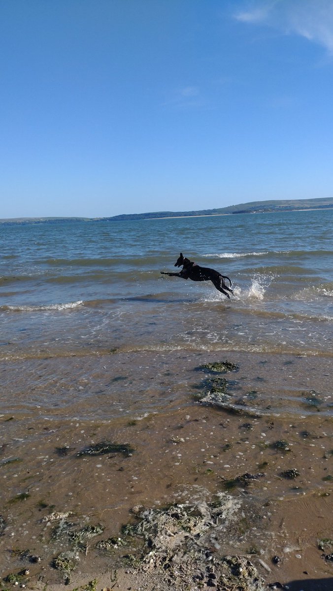 LollyGrey3's tweet photo. Apparently, it's not a good thing to chase jet skis. Who knew 🤔 https://t.co/ss9Sb2xOlW