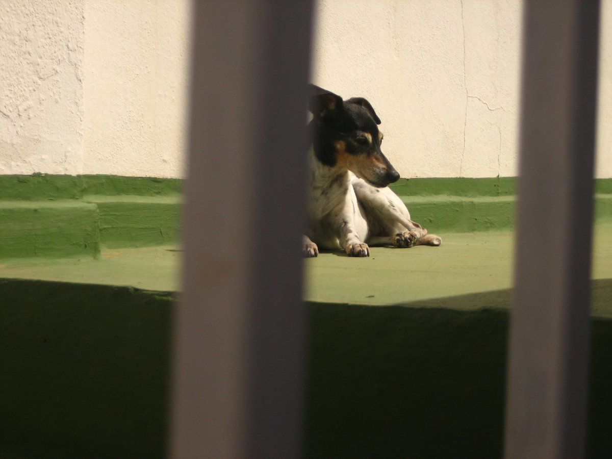 juliosanchezgu2's tweet photo. un perrito dormidito al sol <3 https://t.co/i4xFu4KUy2