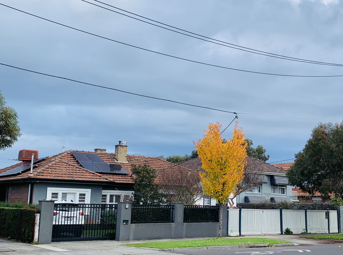 ninakillham's tweet photo. Some days you just gotta shine no matter what the weather. #resilienttree #savethetrees #Melbourne https://t.co/BwMPRidtxR