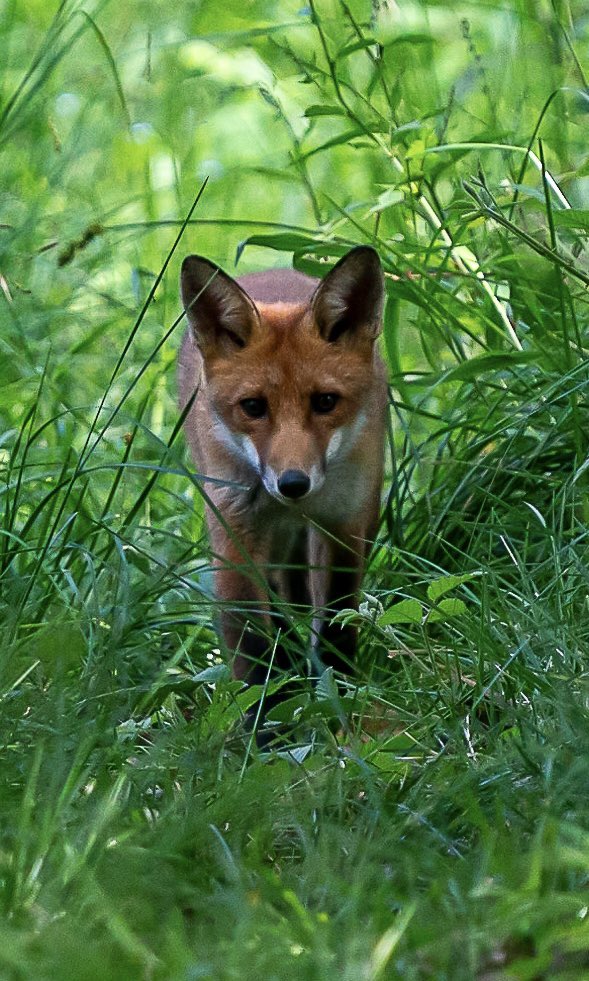 A few pictures of a little red fox from my Sunday afternoon walk in Hadleigh, Suffolk