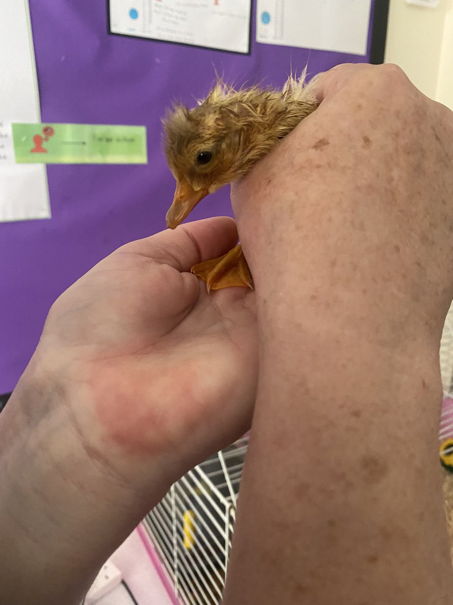 Forest Gate Academy tweet media