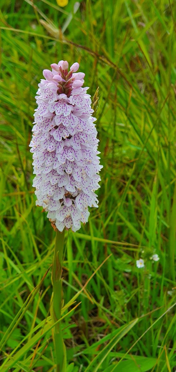 ClareBarber26's tweet photo. @MWT_Ranger @manxnature We had the pleasure of seeing so many Manx orchids with kind permission of the owner/land manager of Ballachurry ASSI. 4 orchid species, numerous other flowers, buzzards and loads of funnel web spiders - stunning!! https://t.co/2ubeWbhXRR