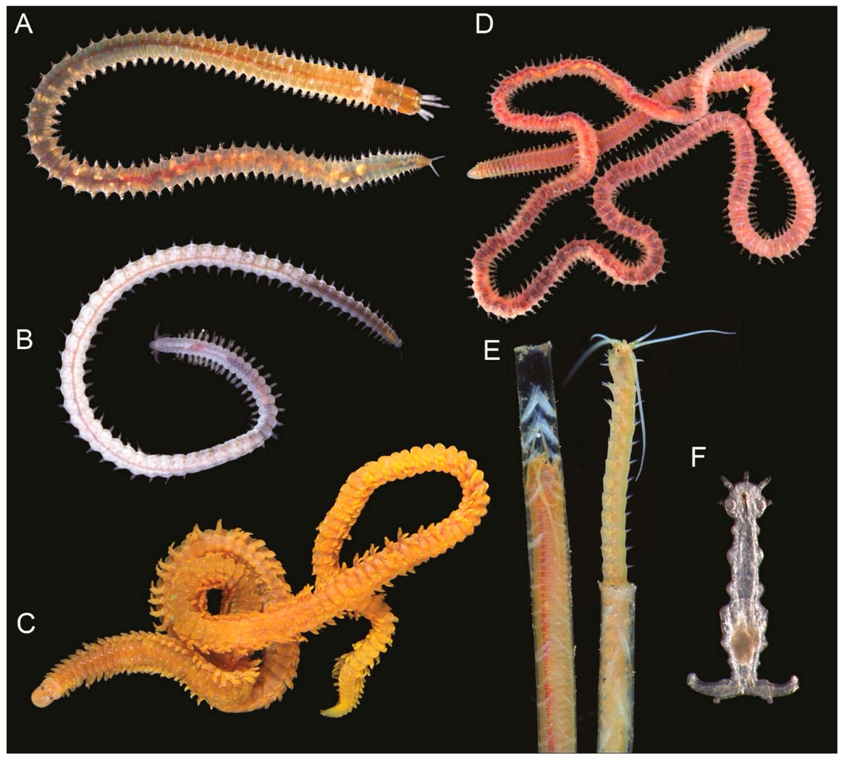 DiversityMDPI's tweet photo. 📘Editor's Choice Article "The Current State of #Eunicida (Annelida) #Systematics and #Biodiversity"
by Nataliya Budaeva et al.
👉https://t.co/9OfUUpuqrd https://t.co/f5Do8GNjbt