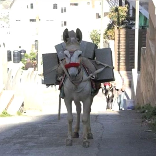 safehaven4donks's tweet photo. 🚨 International Working Animal Day 

Thinking of working animals all over the world today - hoping &amp; wishing that they get treated with the respect they absolutely deserve 🧡 https://t.co/0V1e9FwXuv