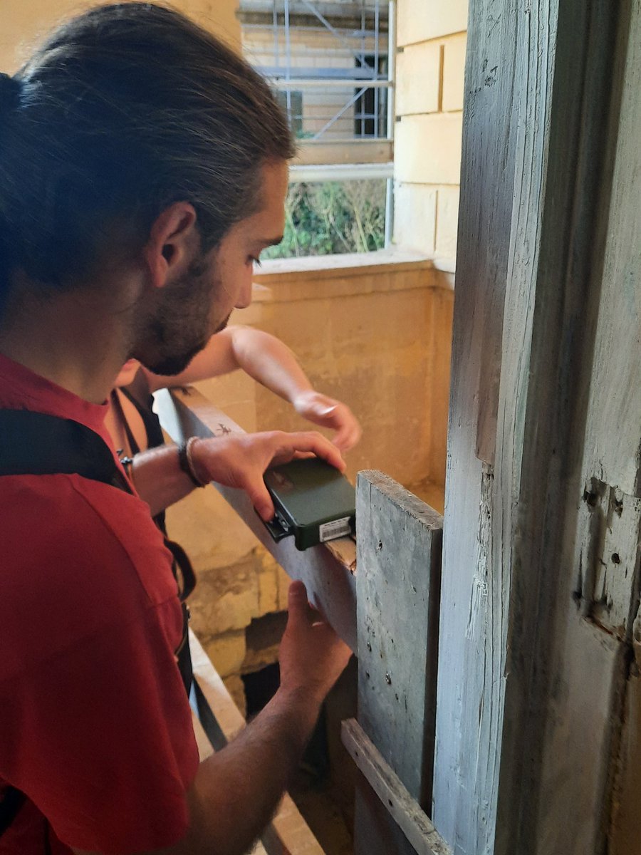 MartaFalzon's tweet photo. Yesterday evening we set up different types of passive bat detectors in the field #CLIMBATS #batsurvey @batstothefuture https://t.co/54V0FqQl3Q