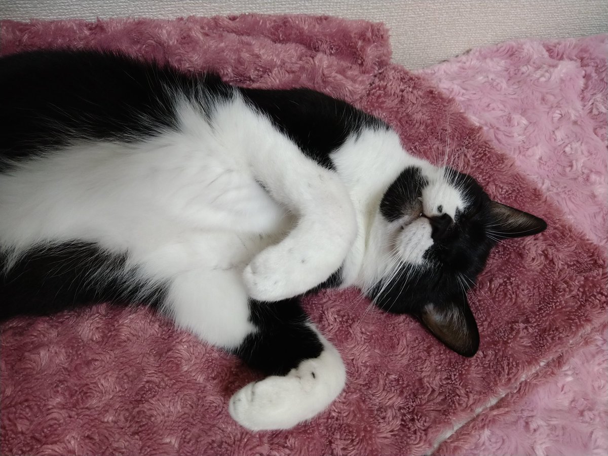 subaru_rigeru's tweet photo. I'm unstoppable, I'm a Servant with Love & some Cyu-rus
Unstoppable today,
I'm unstoppable today
下僕の猫愛は今日も止まらにゃい💞
#保護猫と暮らす
#猫と暮らす
#穴あき靴下
#リゲルのウールサッキング
#Unstoppable #Sia
#CMソング
#BodyCombat71 https://t.co/9PlkrGsdKX