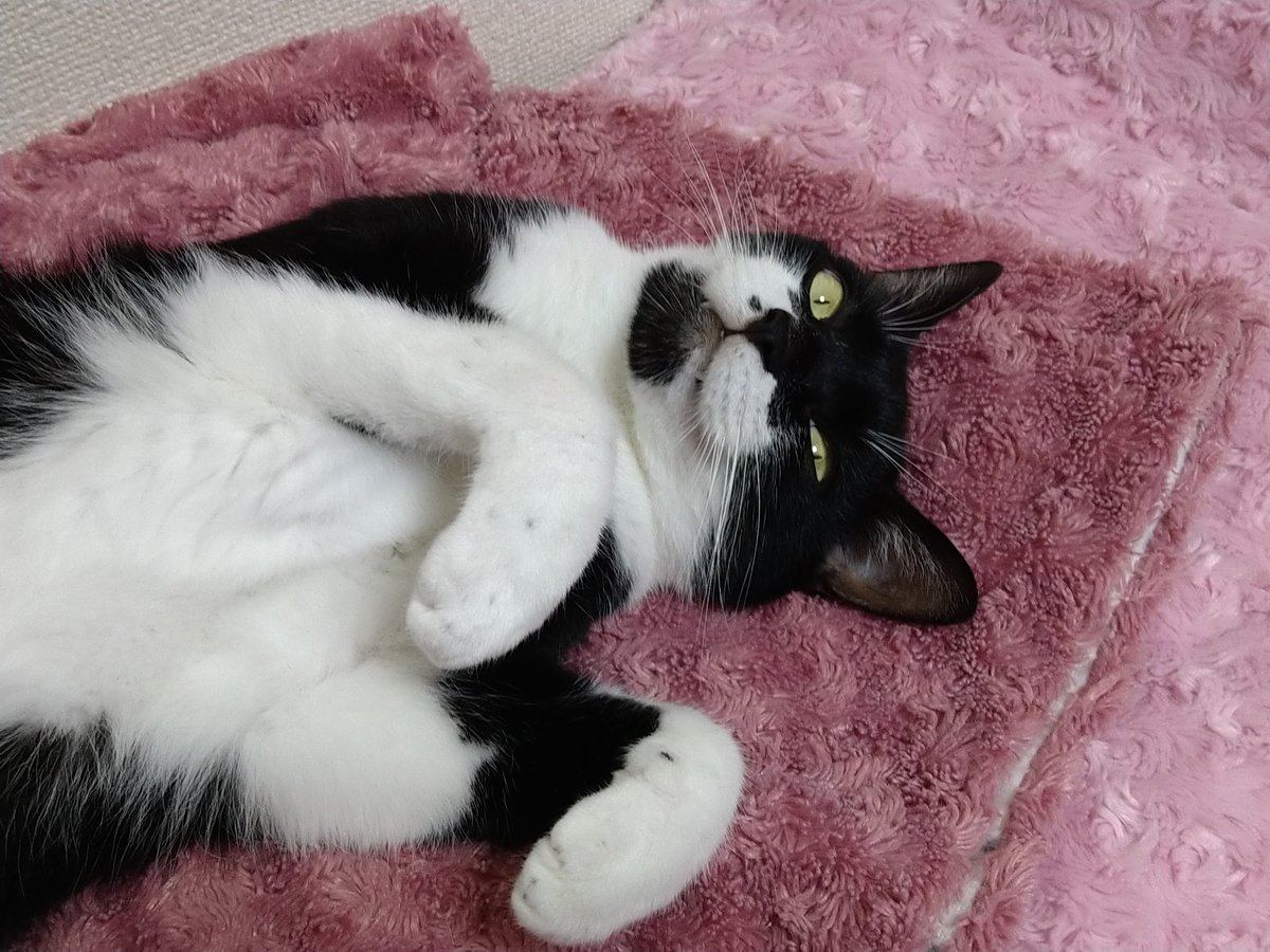 subaru_rigeru's tweet photo. I'm unstoppable, I'm a Servant with Love & some Cyu-rus
Unstoppable today,
I'm unstoppable today
下僕の猫愛は今日も止まらにゃい💞
#保護猫と暮らす
#猫と暮らす
#穴あき靴下
#リゲルのウールサッキング
#Unstoppable #Sia
#CMソング
#BodyCombat71 https://t.co/9PlkrGsdKX