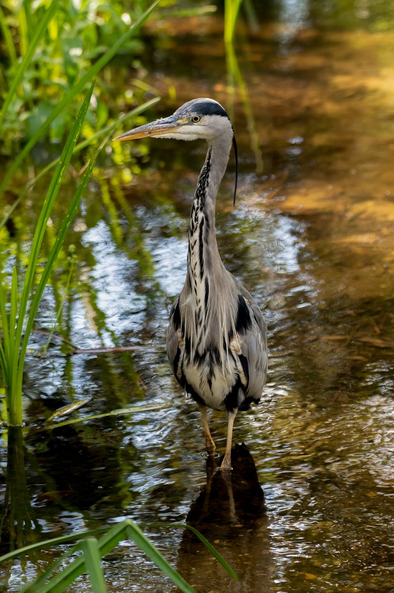 SimonRidley14's tweet photo. love them or hate them, grey herons are funny to watch. @AP_Magazine @UKNikon @uk_nikon @mpbcom #Heron #TwitterNaturePhotography #photography #wild #GREY #stripes #fisihing #eyes #wildlife #NaturePhotography https://t.co/dAb7Sw28U6