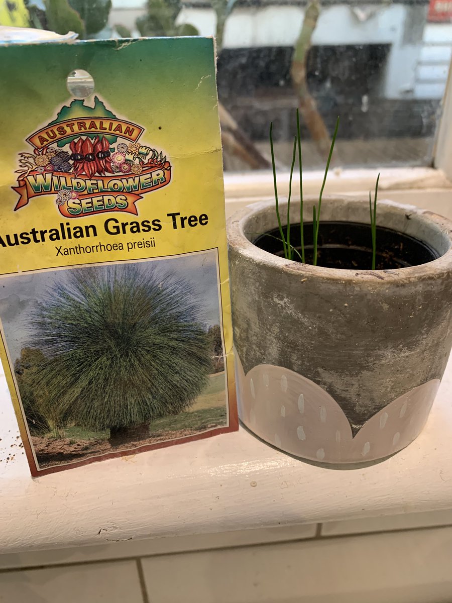 clarecremin's tweet photo. I have always loved Australian Grass Trees, picked up this packet of seeds, sometime ago nowβ¦planted a couple and voilΓ
Iβm too scared to plant them on
#grasstrees https://t.co/AUwEuTqNMw