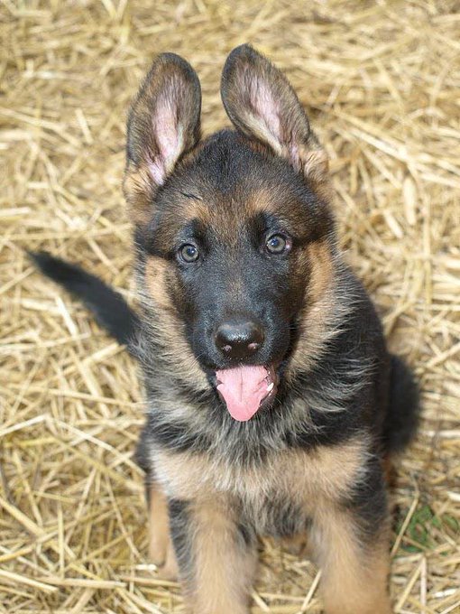 Guardia Civil tweet media