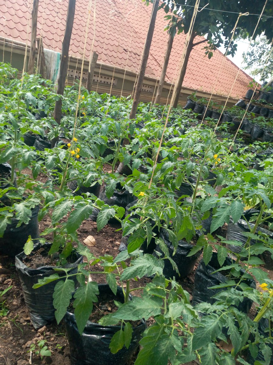 Yes! Tomatoes🍅🍅 can be grown in planting bags