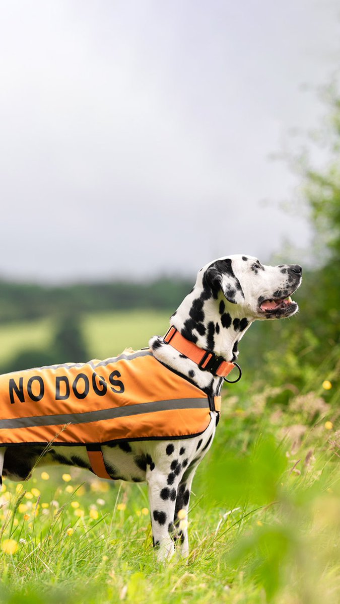 It’s okay  okay for your dog to not like dogs #OrangeIsTheNewBlackandwhite
#Dalmatian #twitterdogs  #reactive #reactivedog #twitterdogcommunity
