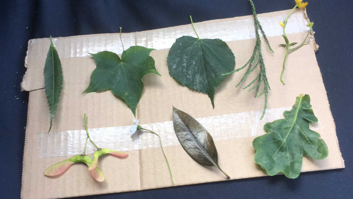 ClareRSanders8's tweet photo. Sun is out so we’re off on a nature hunt #habilitation #EnvironmentalAwareness #TactileExploration https://t.co/dMLE1hdRzk