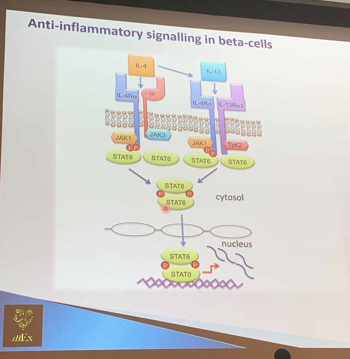 EISG_2022's tweet photo. Noel Morgan talks about the pro-vs-anti-inflamatory conversation in T1D this morning. https://t.co/hB8glrVJQF