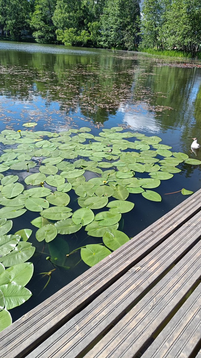 liekovarpio's tweet photo. This bird just walking on the leaves?? https://t.co/6djjZ9Yp5D