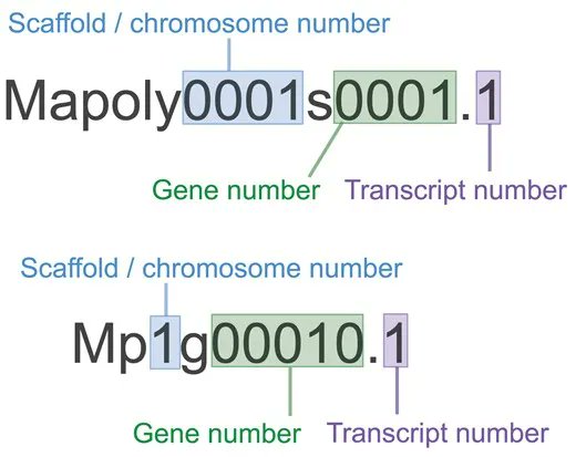 An overview of bioinformatics, genomics and transcriptomics resources for #bryophytes bit.ly/3auWjjG 
<a href="/NoeFPbio/">Noe Fernandez-Pozo</a> <a href="/FabiBHaas/">Fabian Haas</a> @CellEvo &amp; <a href="/RensingStefan/">Stefan A. Rensing</a> 
#hornworts #liverworts #Marchantia #mosses #Physcomitrium