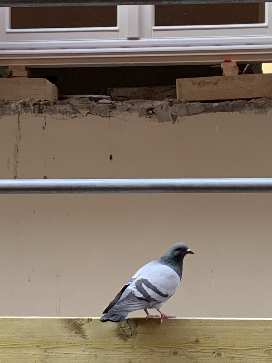 ZoomedAnimals's tweet photo. https://t.co/D3vWsKdasq