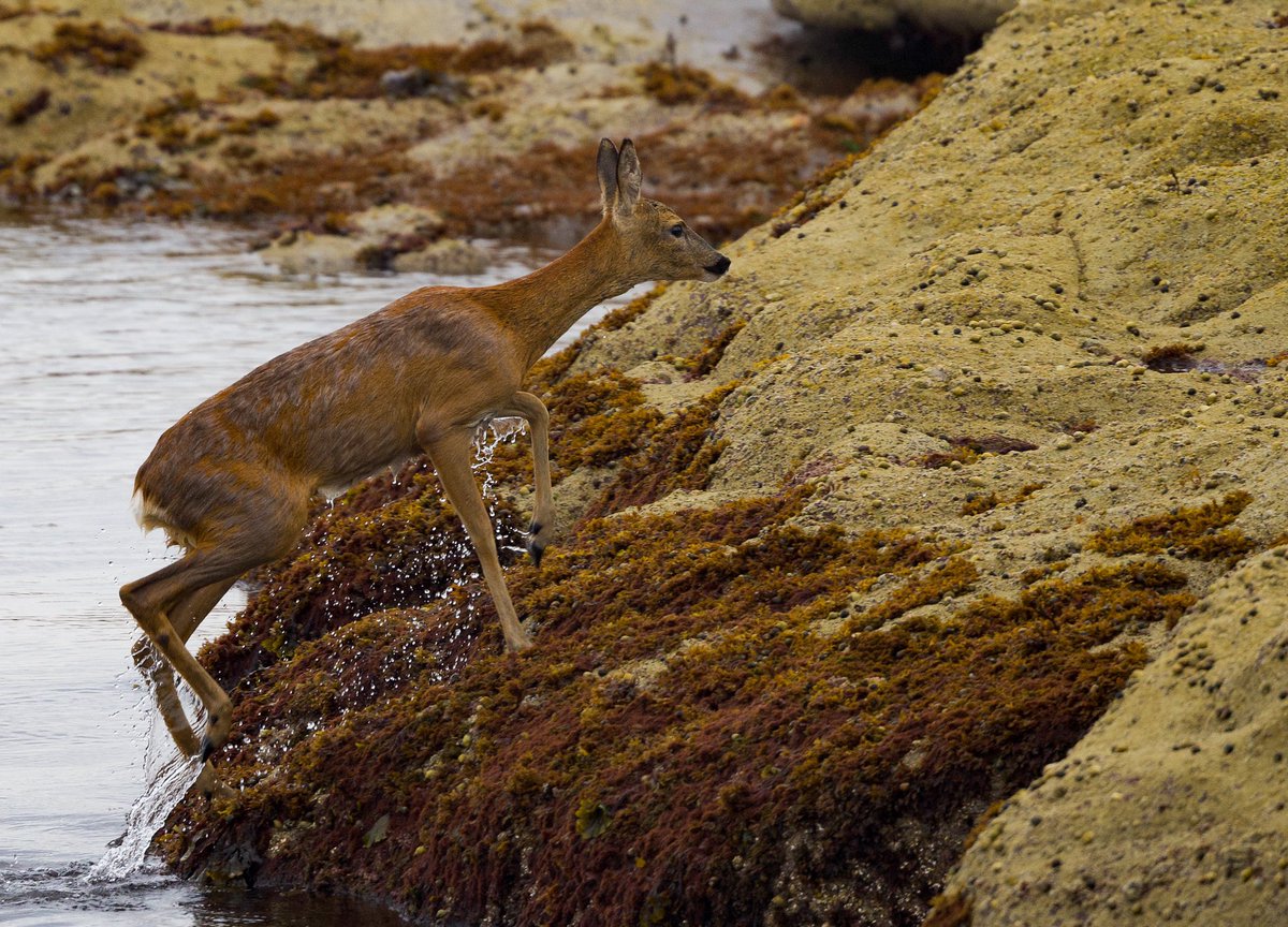 SheilaLWeir's tweet photo. Early morning swim for this deer today. Was the first photo the moment she decided swimming three/four miles from #wemyssbay to #Innellan wasnβt such a good idea and turned back! @thephotohour @greenocktele @NatureUK #nature #wildlife #firthofclyde #scotland https://t.co/1NElQ69g1e