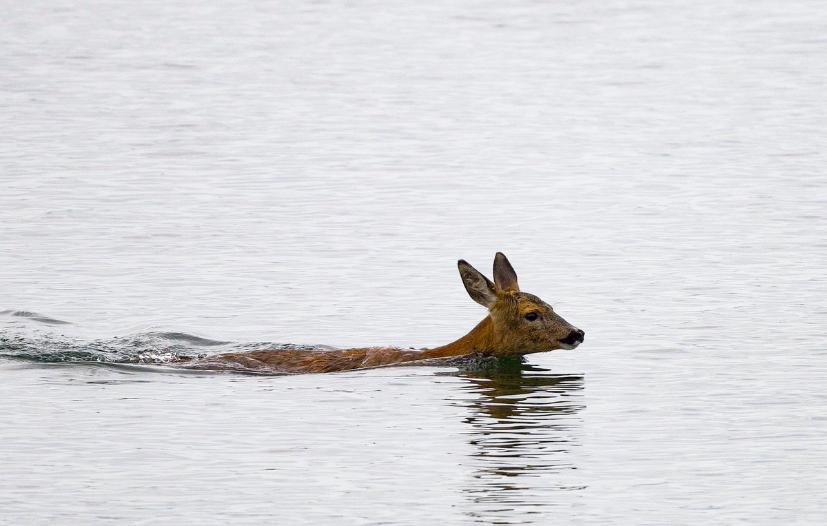 SheilaLWeir's tweet photo. Early morning swim for this deer today. Was the first photo the moment she decided swimming three/four miles from #wemyssbay to #Innellan wasnβt such a good idea and turned back! @thephotohour @greenocktele @NatureUK #nature #wildlife #firthofclyde #scotland https://t.co/1NElQ69g1e