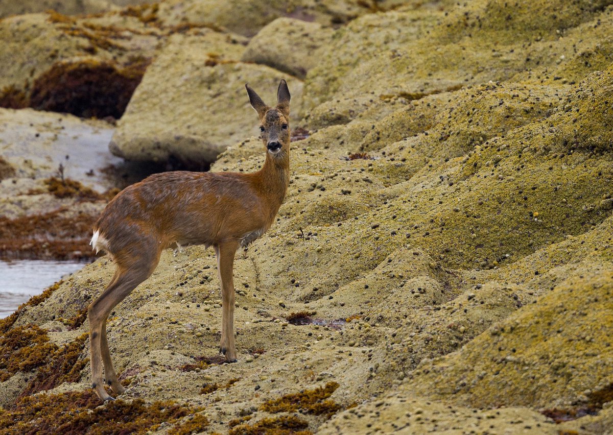 SheilaLWeir's tweet photo. Early morning swim for this deer today. Was the first photo the moment she decided swimming three/four miles from #wemyssbay to #Innellan wasnβt such a good idea and turned back! @thephotohour @greenocktele @NatureUK #nature #wildlife #firthofclyde #scotland https://t.co/1NElQ69g1e