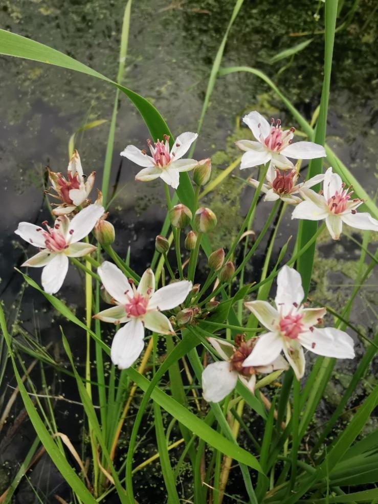 WAOSD_2408's tweet photo. Great to find so rich #plants species in #Shahe Wetlands, #Beijing
Some common terrestrial plants have been recorded during this survey on #biodiversity
#NatureBeauty #Flowers #nature
@Love_plants @PlantlifeInt @planttreaty @IPBES @GBIF @GlobalPlantGPC @IanPlantlife
@bgci https://t.co/NuQbHpemwE