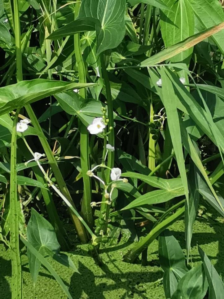 WAOSD_2408's tweet photo. Great to find so rich #plants species in #Shahe Wetlands, #Beijing
Some common terrestrial plants have been recorded during this survey on #biodiversity
#NatureBeauty #Flowers #nature
@Love_plants @PlantlifeInt @planttreaty @IPBES @GBIF @GlobalPlantGPC @IanPlantlife
@bgci https://t.co/NuQbHpemwE