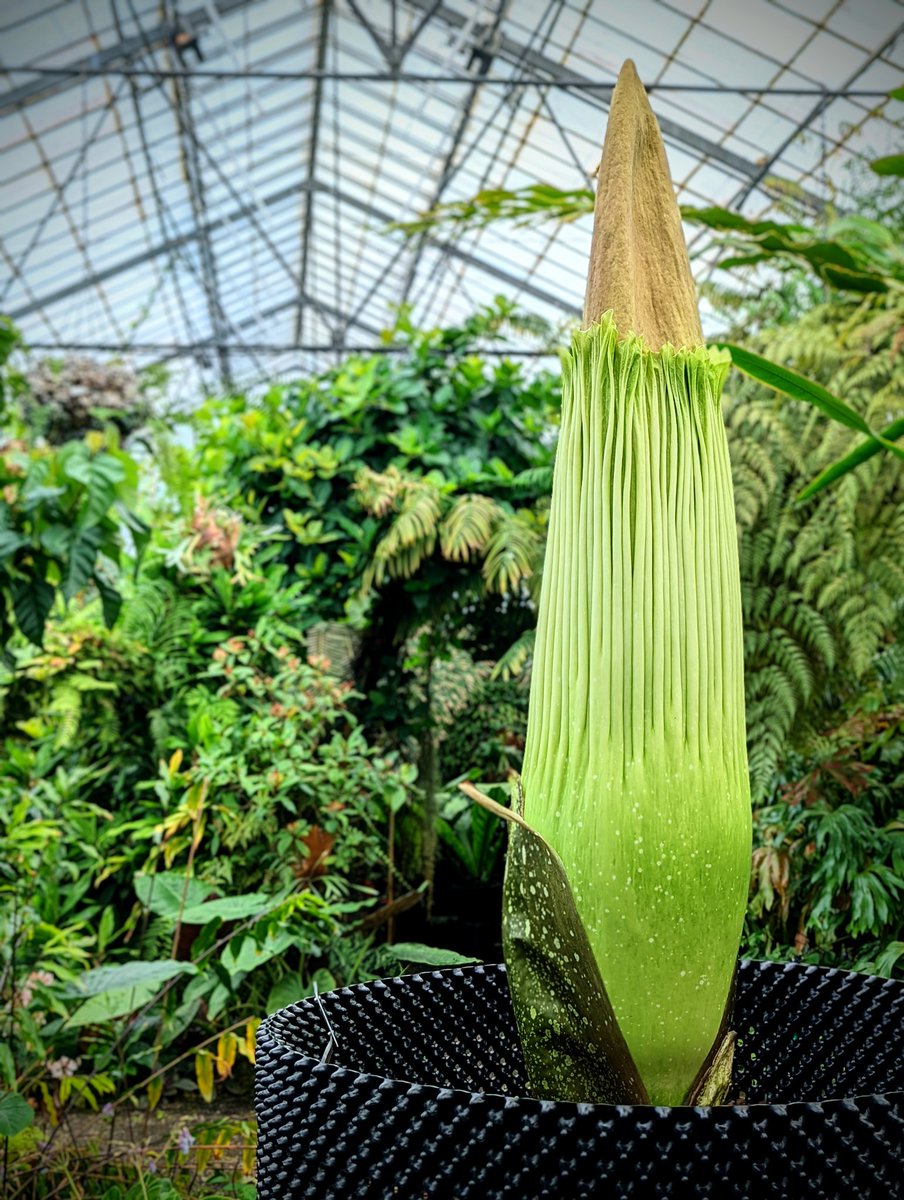 Suns out, spadixes out! ☀️☀️☀️ 

The temperatures this week in Edinburgh might even manage something close to my ancestral homeland on Sumatra 😱

#Photosynthesis #PoweredBySunshine  #MonsterPlant #RBGEHort #Amorphophallus #TitanArum