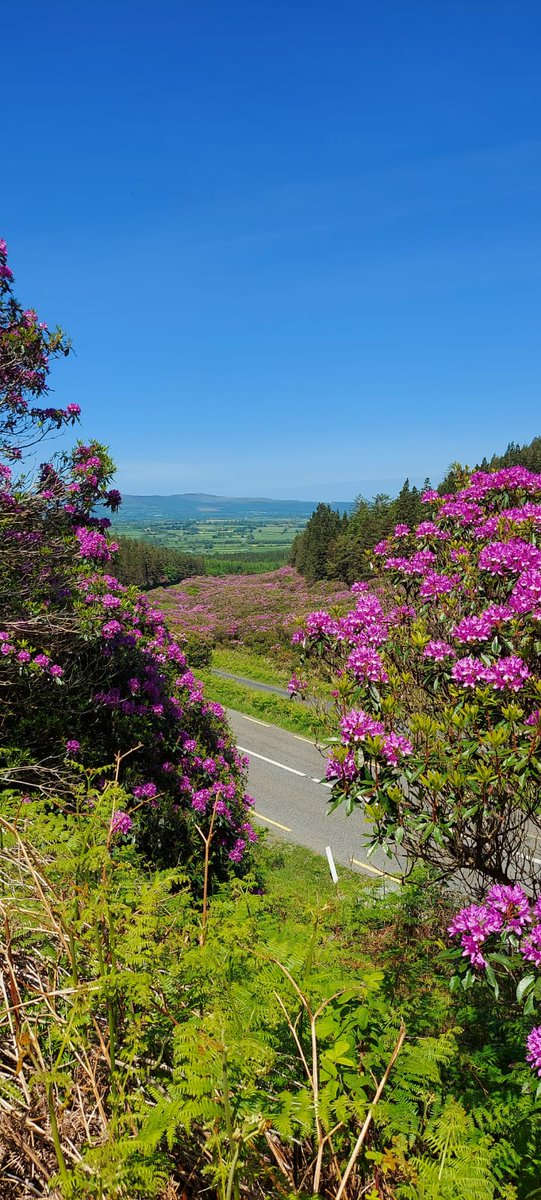 #TheVee Pass is just 20 minutes from #Boolakennedy 
At this time of year the scenic drive is a sea of pinks and purples. 
Book your next stay at boolakennedy.irish

#Ireland #Tipperary #VisitIreland #countrycottage #countryside #Clogheen #farmcottage #getaway #munstervales