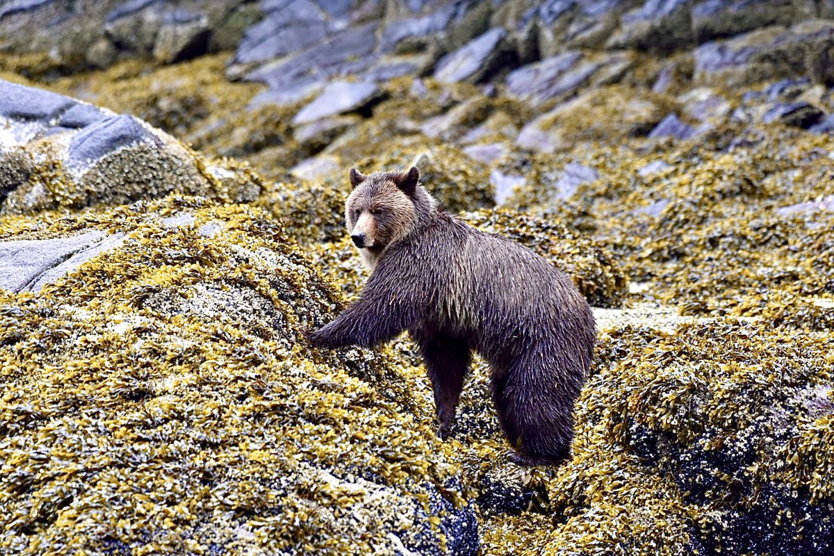 abby_miller26's tweet photo. Favourites from Canada🐻 https://t.co/S3oimS1JxI
