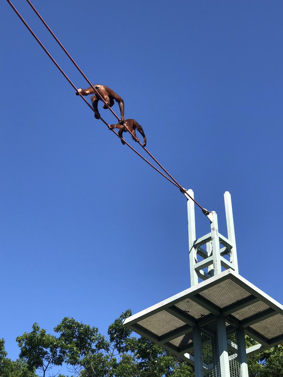 niceguyjonesy's tweet photo. Lots of activity @NationalZooDC today. Great day to see the pandas, orangutans, and monkeys! #KarcherDC22 #animalsonthemove https://t.co/jOpJSPhnR4