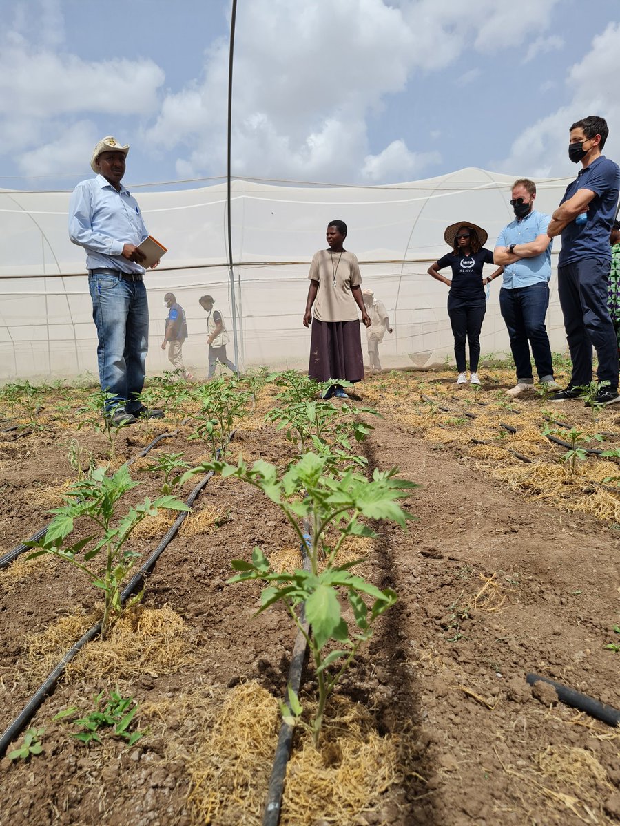WFP_Kenya's tweet photo. Kalobeyei saw just 2 days of rain last season but it was enough for 300 farmers at Village One to plant tomatoes &amp; kale, thanks to the local water pan supported by  @WFP_Kenya, @FAOKenya @UNHCR_Kenya @TurkanaCountyKE and the European Union. Thanks @HagemannKatrin for visiting. https://t.co/s9eYn07Tl5