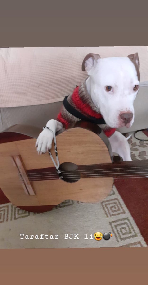 torres_ozkan's tweet photo. #PITBULL family yakişikli kiziiim## https://t.co/oYYGuRgAxU
