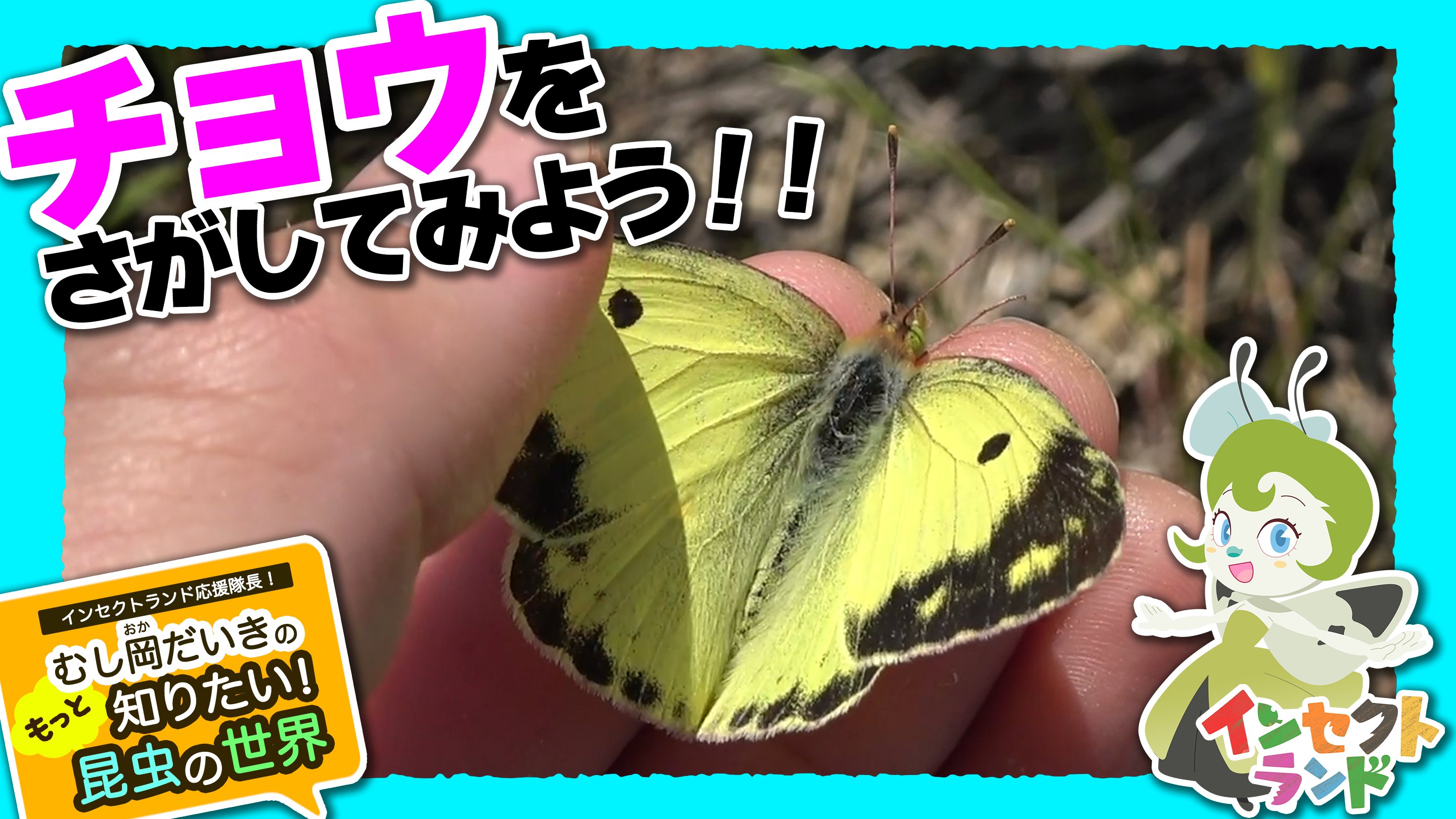 インセクトコレクション 昆虫デザインブランド Insect Collection インセクトランド もっと知りたい昆虫の世界 チョウをさがしてみよう それぞれのチョウの特徴や 幼虫の食べ物なども紹介しています ぜひ晴れた日に探してみてくださいね 登場