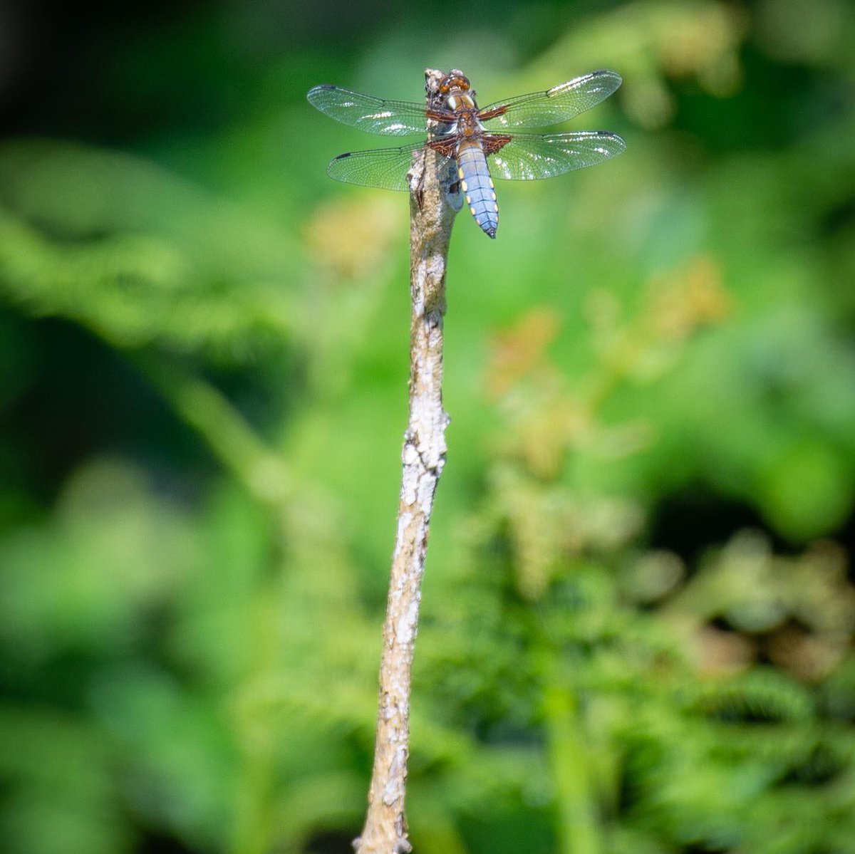 nicnacnoopixs's tweet photo. Broad Bodied Chaser taken in a South Wales woodland yesterday #chaser #broadbodiedchaser #broadbodiedchaserdragonfly #dragonflies #dragonfliesofinstagram #nature #naturephotography #nikonphotography #walesnature https://t.co/SLMl8hxbVK