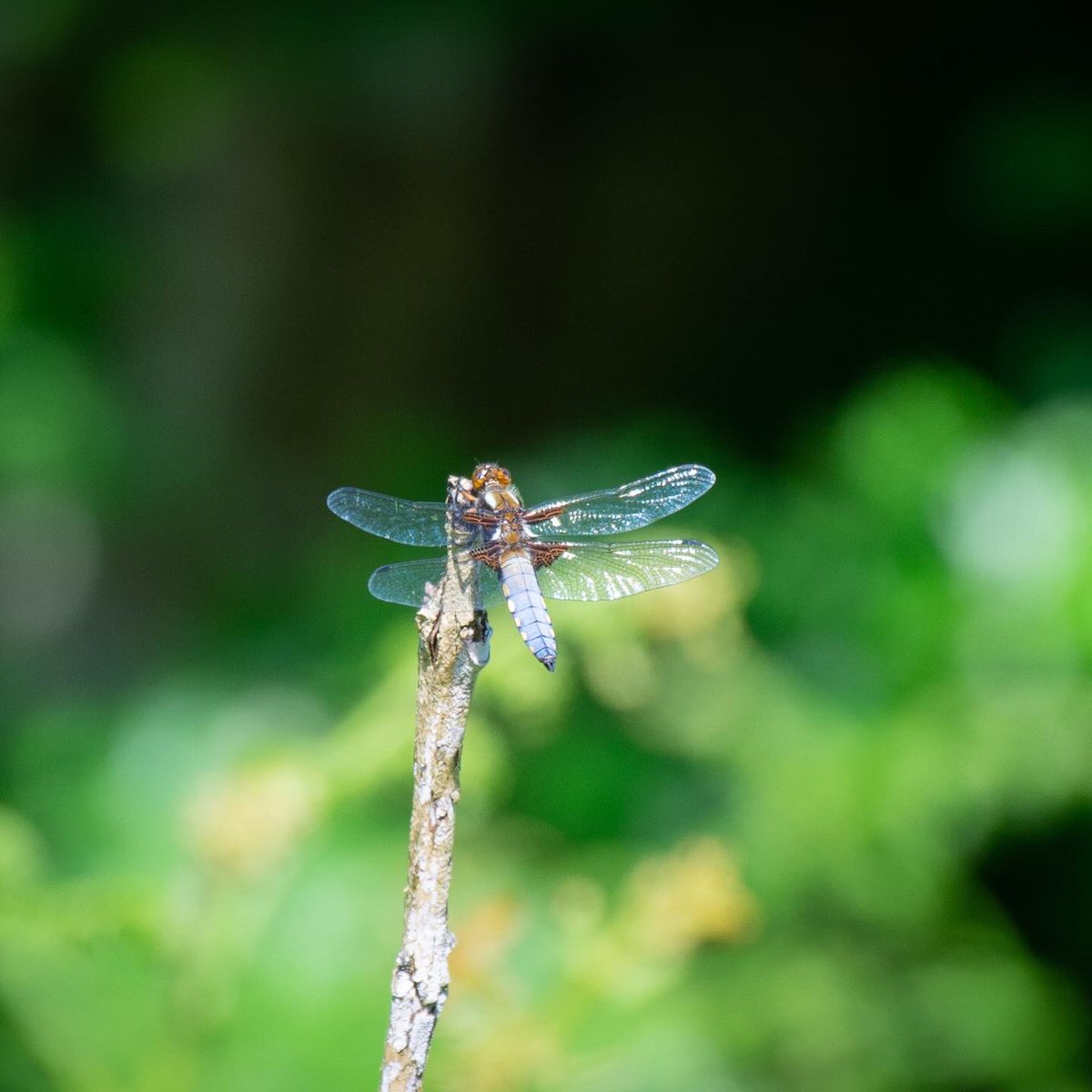 nicnacnoopixs's tweet photo. Broad Bodied Chaser taken in a South Wales woodland yesterday #chaser #broadbodiedchaser #broadbodiedchaserdragonfly #dragonflies #dragonfliesofinstagram #nature #naturephotography #nikonphotography #walesnature https://t.co/SLMl8hxbVK