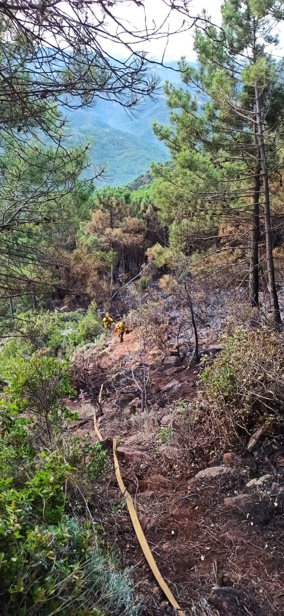 #IFPujerra (ESTABILIZADO) |   Continuamos cerrando la perimetración del incendio. La dificultad de establecer una línea de control, con pendientes y terrenos con vegetación tan densa, no resulta tarea fácil. Lo muestra esta imagen de los compañeros del ME-203 y el ME-113.