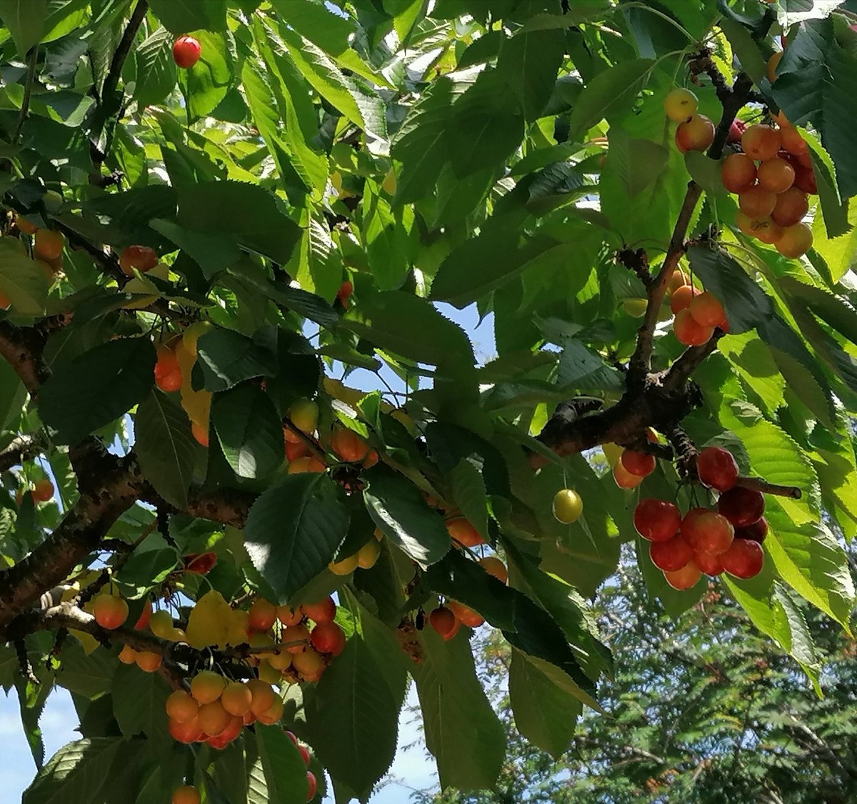 Cherries on the garden tree are well on their way-any suggestions as to what I should do with them when they ripen?!!!