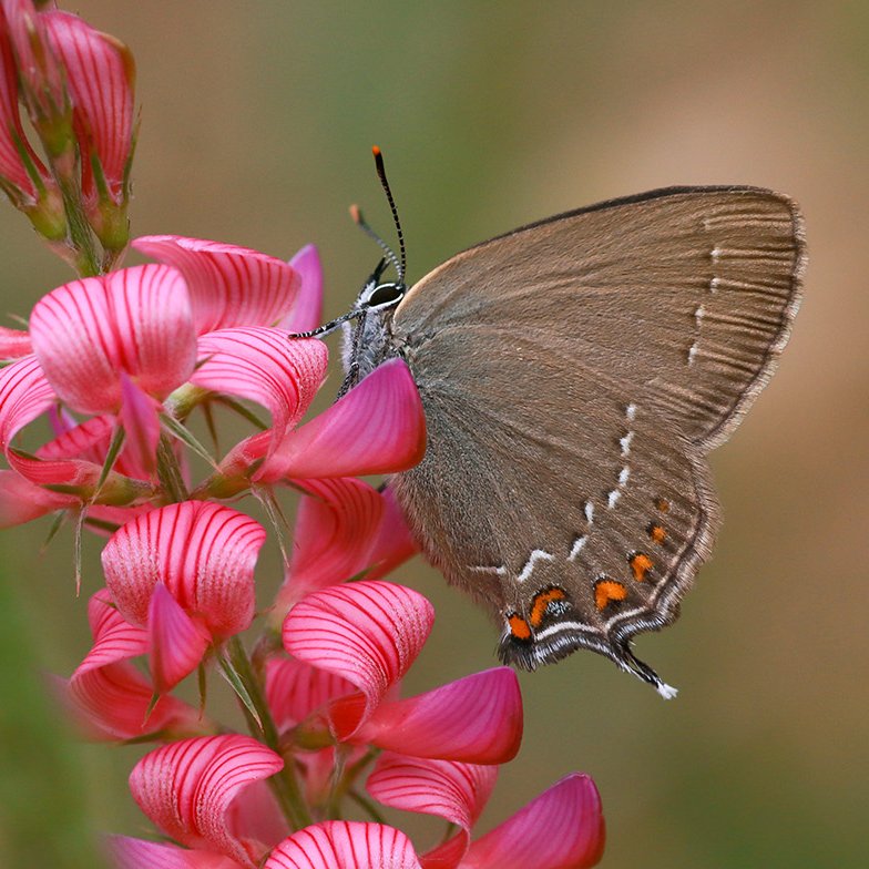 Kanadında turuncu kalpleriyle;
Büyük Sevbeni » Satyrium ilicis 
Fotoğraf © Gökhan Sözal
Detaylı Bilgi; trakel.org/kelebekler/?fs…