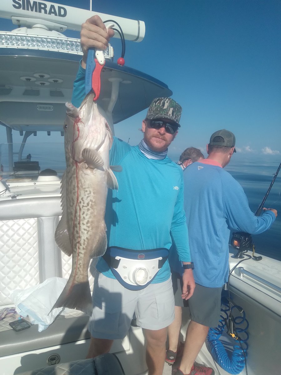 Gulf Assassin tweet media