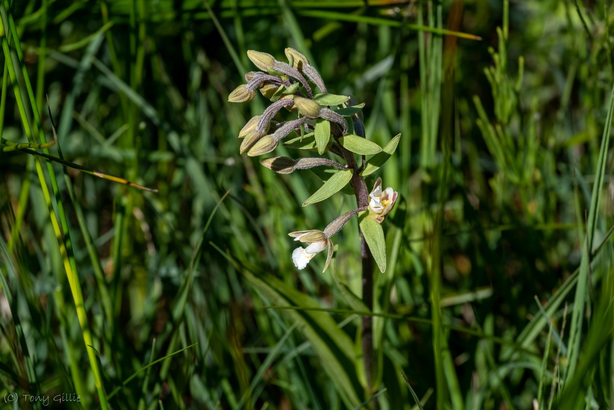 friendlyevalley's tweet photo. We saw our very first Marsh Helleborine (Epipactis palustris) of the season coming into flower this morning! π
Near Threatened on the #EnglandRedList, it's Scarce in Oxon, and Rare in vc23.
#OxfordshireFens #WildOxford https://t.co/OimudUAXrv