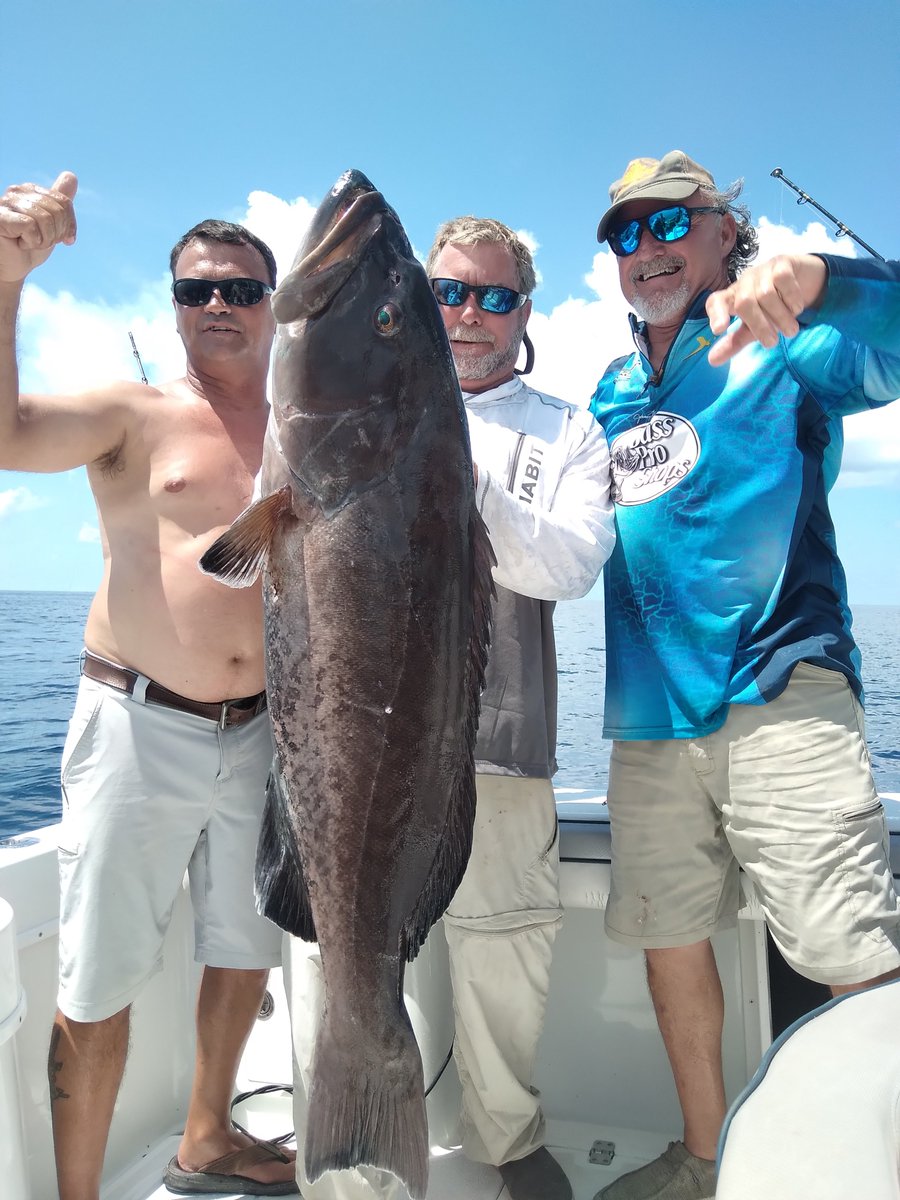 Gulf Assassin tweet media