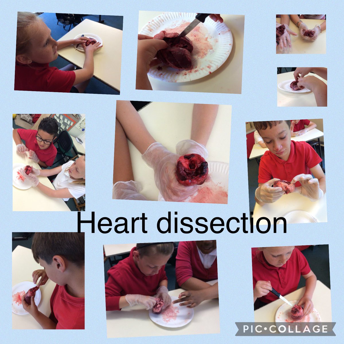Harlech5class's tweet photo. Will we be future surgeons? Future vets? Who knows? Dosbarth Harlech discovering and exploring the heart through handling and dissecting @LlanmartinPrim #ambitious #capable https://t.co/1ubjSRSQ9O