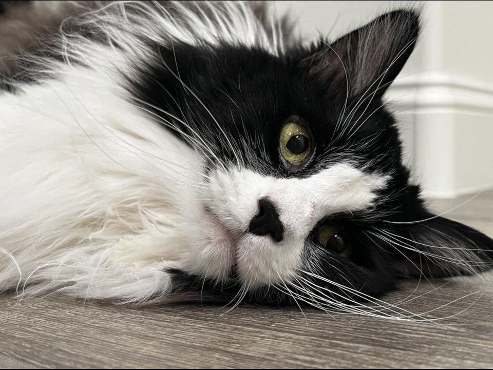 #WhiskerWednesday showin off mine wiskrs >^••^<