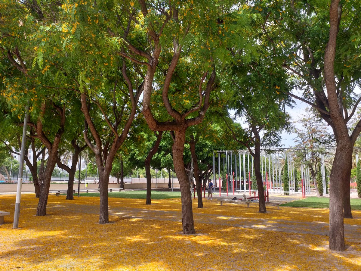 arbopalm's tweet photo. Hablando de la "suciedad" de las flores que mencionó @arbolesypaz hace unos dias...
#tipuanatipu hoy en #Valencia
!Supera esto!😉 https://t.co/KLWoUKAfCB