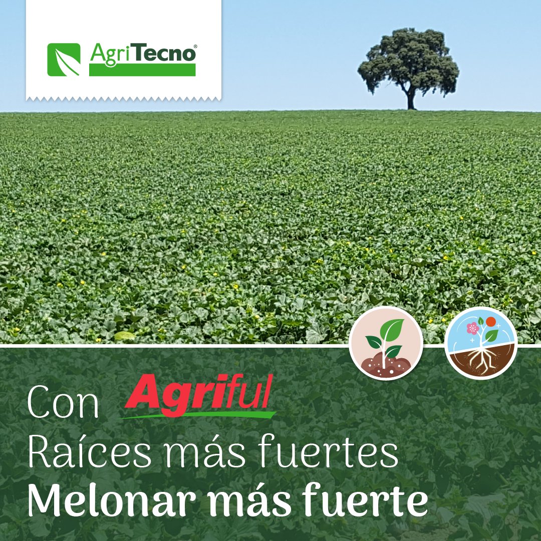AgriTecno's tweet photo. Resultados en tu cultivo de melones con #Agriful ✅
🍃 ¿Quieres saber más? 👉 https://t.co/PJ0WGxMWpQ
#HealthyFood #Sustainability #Agriculture #Agro #Biodiversity #GlobalGoals #Crops https://t.co/sFuckQMOFW