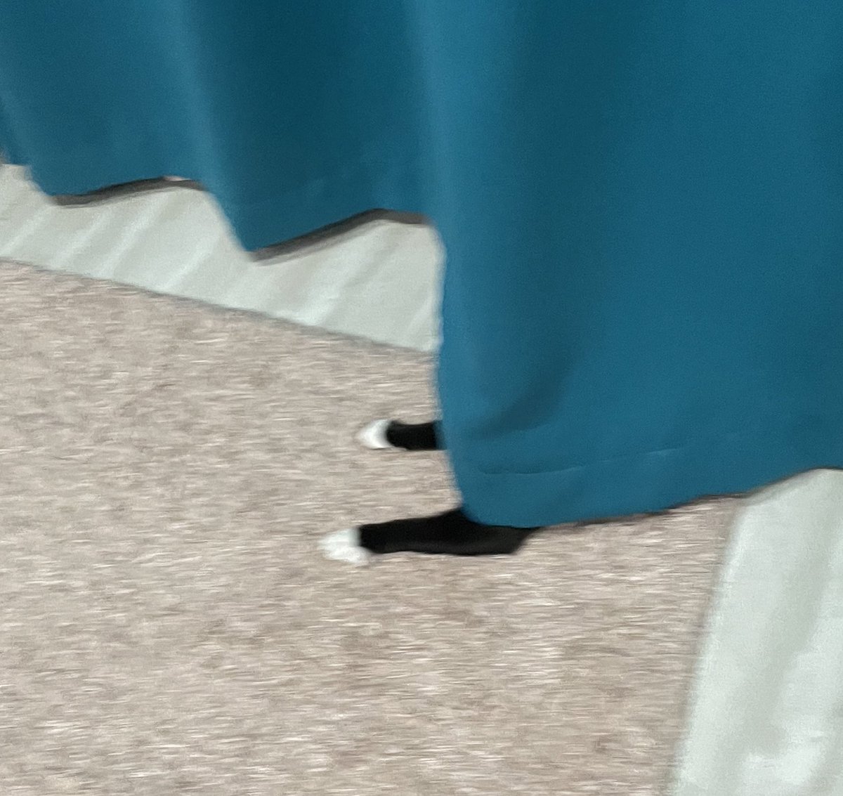 Sneak #CatsOfTwitter #CatsofTwittter