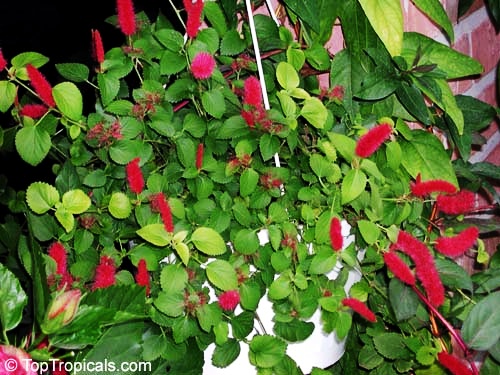 toptropicals's tweet photo. #Acalypha pendula - Kittens Tail is a spectacular plant for a hanging basket, container or ground cover. Foxtail-shaped bright red flowers year around! This is a dwarf plant that stays small and doesn't need pruning.

https://t.co/IIbkVsyFYL
#ornamentalplants
#WednesdayWisdom https://t.co/61w3nH8BGv